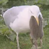 bafexi