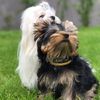 valentina_maltese