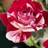 bagirova_t_77_