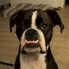 tallulah.the.boxer