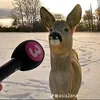 korionlinne