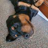 lucy_lue_dog