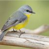 littleebird0