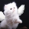 magicall