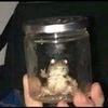 nowfrogs