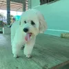 sss_vippro4
