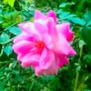 🥀🥀মহুয়া🥀🥀