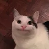 kokoyto_chel1