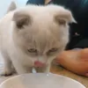 Hùng_Hề_Hước
