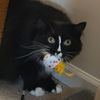 catsncoffee7