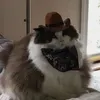 interferencestories
