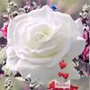 AAABi262🌹♥♥♥♥♥♥