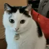 mesangescandyulys