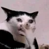 riijasut_