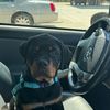 rottweiler_80