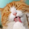 babu_kucing12