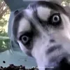 vodiepbaolinh