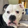 shmoothemagicaldog