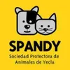 spandyyecla