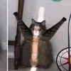 pinogzt