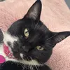 tobtock