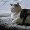 blindstopfen