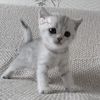 iwillhugeverycat
