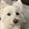 westiewilla