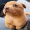 brwdjoshua
