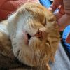specialorangecat