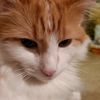 wrecklessthecat