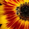 garden_joy