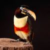 Chester the Toucan