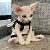 orangecatcat