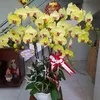 123456ngophong