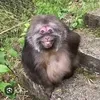 xingxingmonky