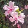 sophie_verenize