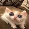 lasaob