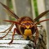 abigahhwasp