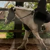 equine_abi