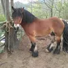 josesuarez5954