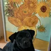 chloewooly1