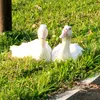 ilovemyqduck