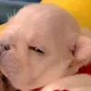 safia_but_drepessed_ver2