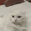 ilgattocontento_nemo