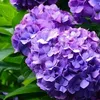 purplehortensia