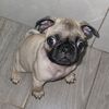 lethalcrixus