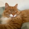 ilikecatsalot20000