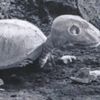 skeleturtle