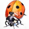 lolabug1308